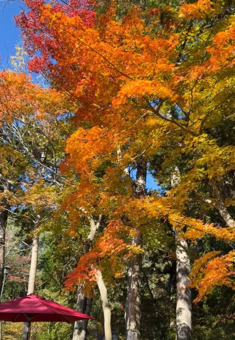 Screenshot_20251126-153258~2