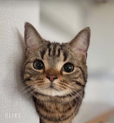 beauty_20250704153749