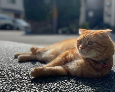 Screenshot_20260411-152520