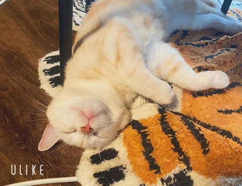 beauty_20241203181039