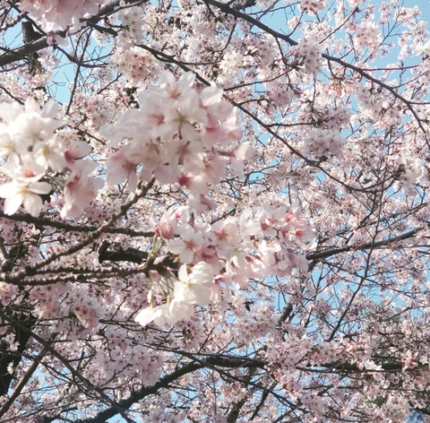 Screenshot_20250405-173856