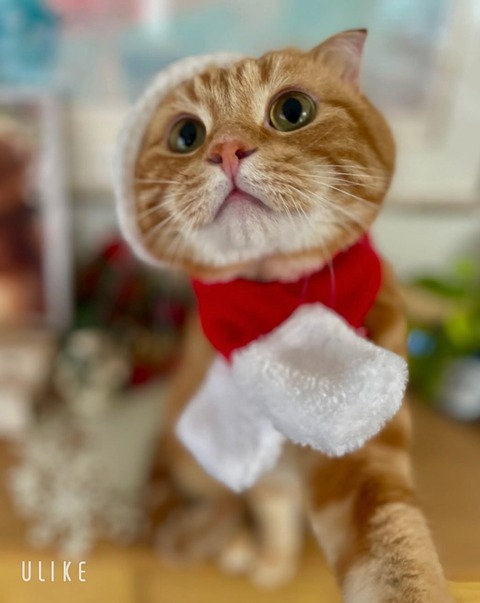 beauty_20241224152730