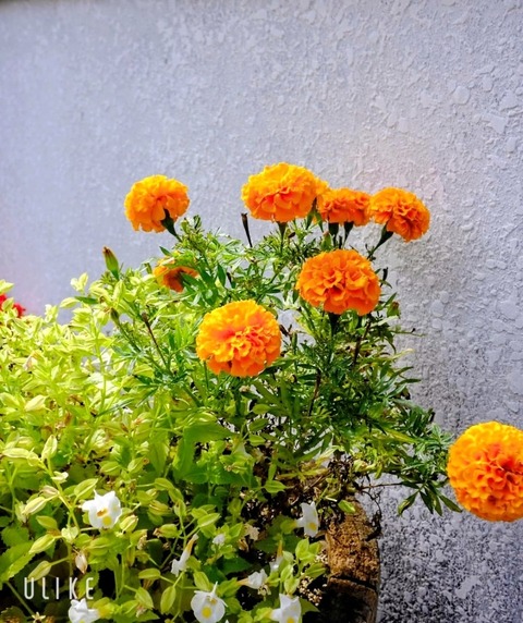 beauty_20251017134321