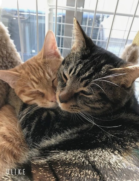 beauty_20250314161243