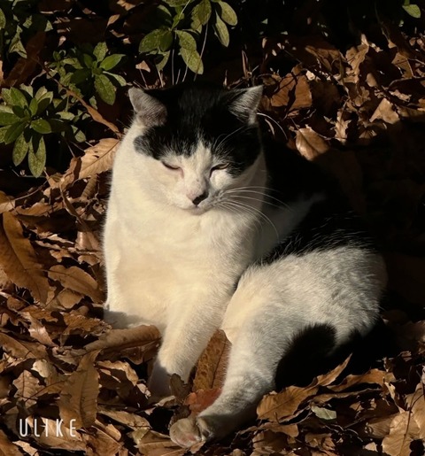 beauty_20241208162509