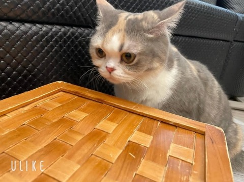 beauty_20250423174045