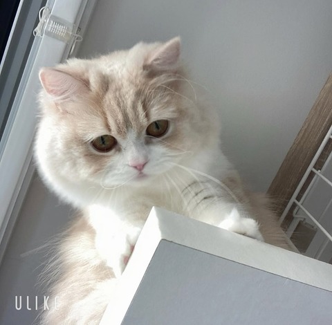 beauty_20241217151517