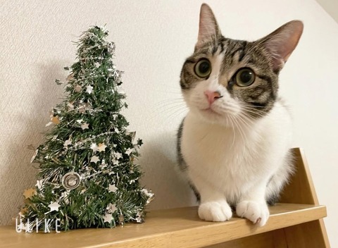 beauty_20241225133042