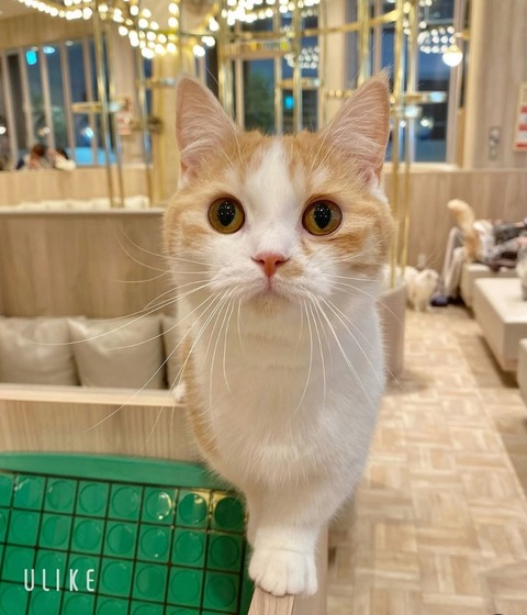 beauty_20250207155725