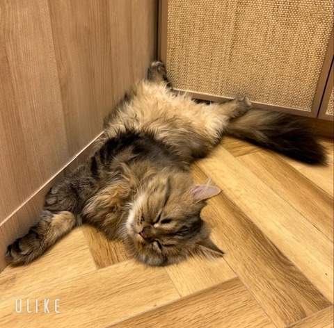 beauty_20250216173247