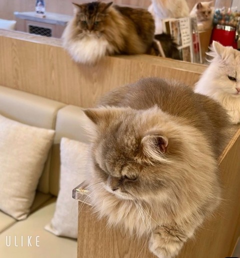 beauty_20251208165739