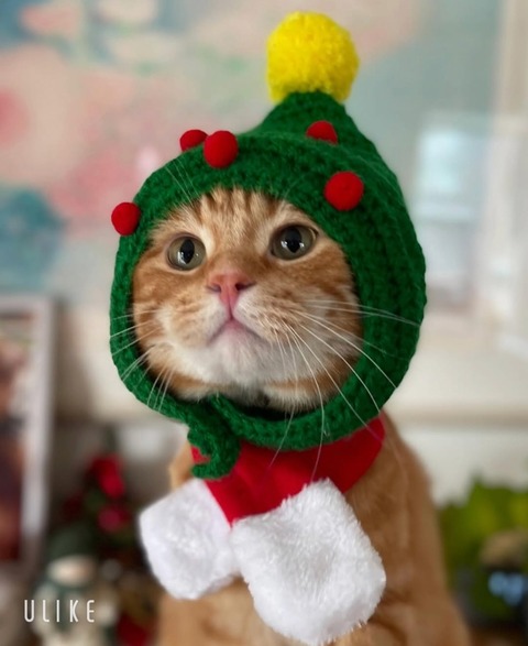 beauty_20241221143310