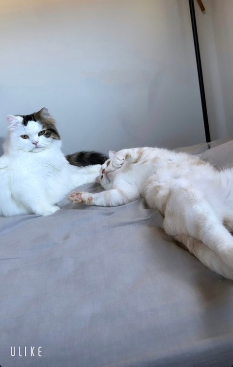 beauty_20241203180551