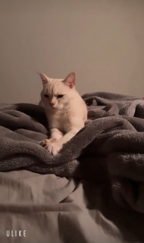 beauty_20241203180829