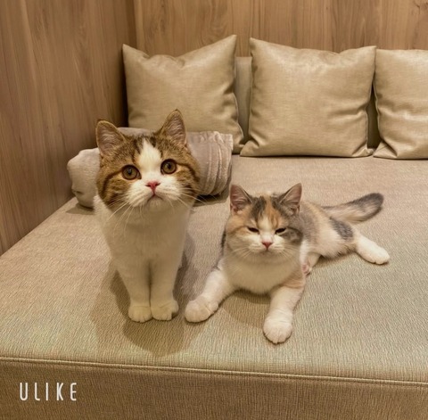 beauty_20250215151145