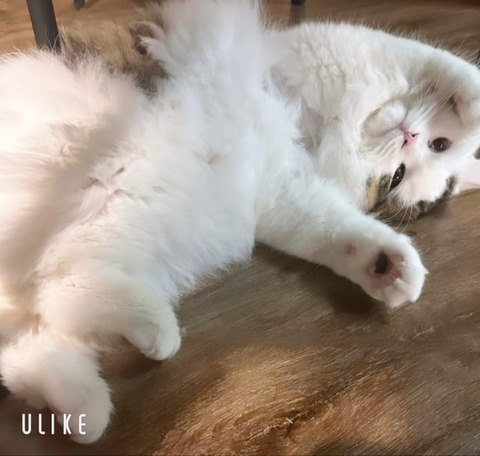 beauty_20250513173705