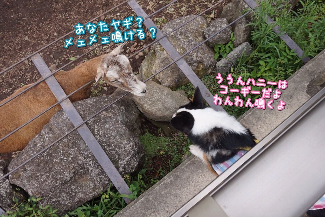 伊豆旅行 Go Go アニマルキングダム みつばちハニーのぶんぶんにっき