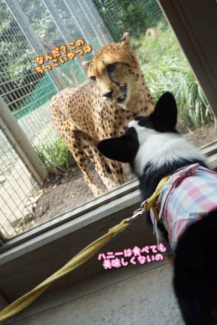 伊豆旅行 Go Go アニマルキングダム みつばちハニーのぶんぶんにっき