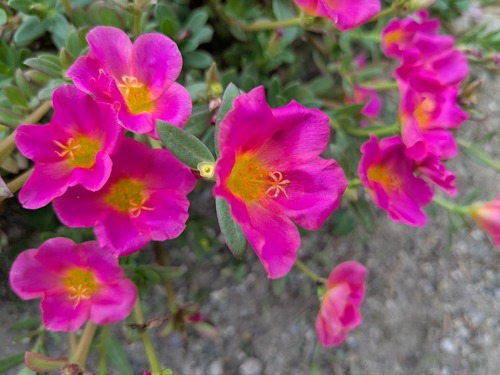 PXL_20250807_073231718