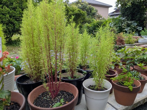 PXL_20250702_073029371