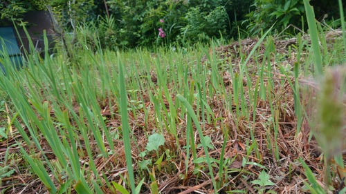 DSC_0000_BURST20200714162030853