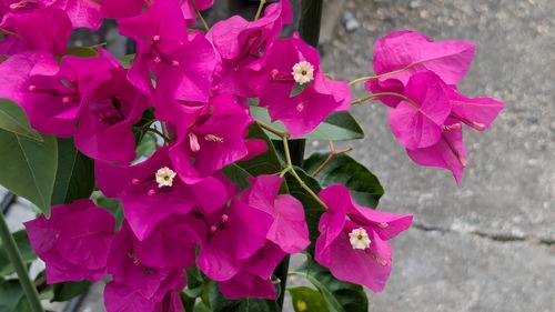PXL_20260707_061322075