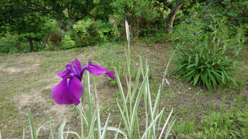 DSC_0001_BURST20210602170335997