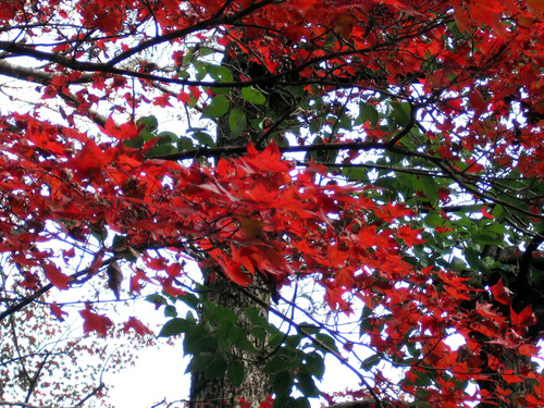 DSCF0408