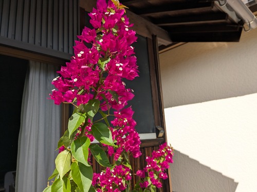 PXL_20250927_042231325