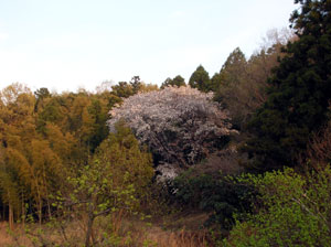 126e838b.jpg