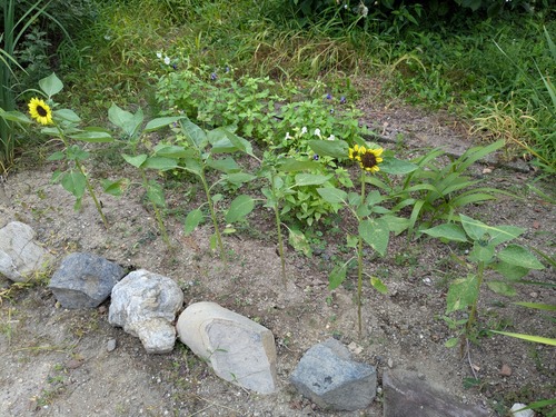 PXL_20250702_073452025