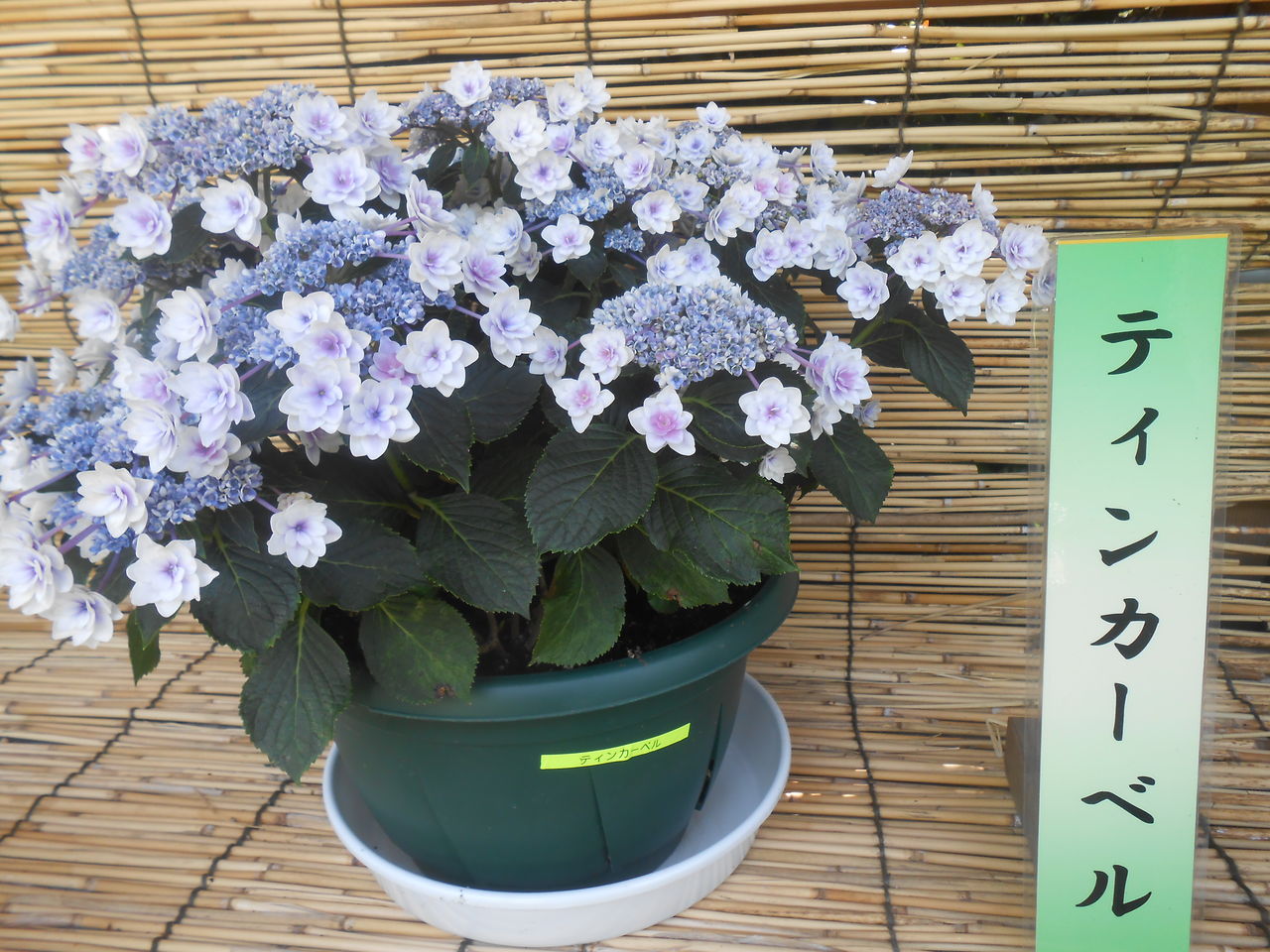 こんにちは のんきです なばなの里 あじさい