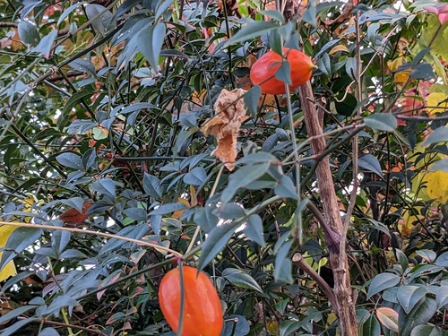 PXL_20231105_062142147