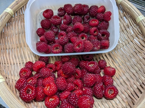 PXL_20250615_060650373