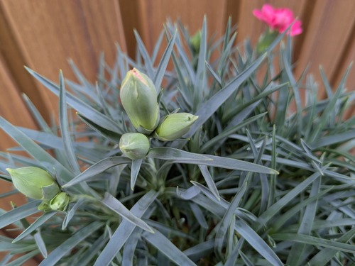 PXL_20250807_073200785