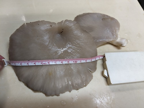 PXL_20231106_081630105