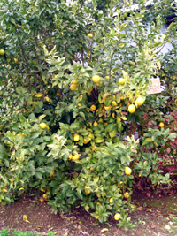 2a09ea34.jpg
