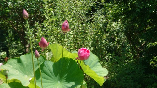 DSC_0001_BURST20200801120722080