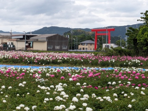 PXL_20240512_070449374