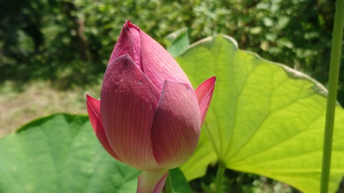 DSC_0001_BURST20200801120740112