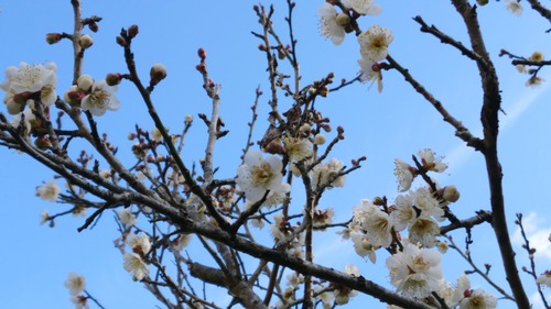 DSC_0001_BURST20200202110825172