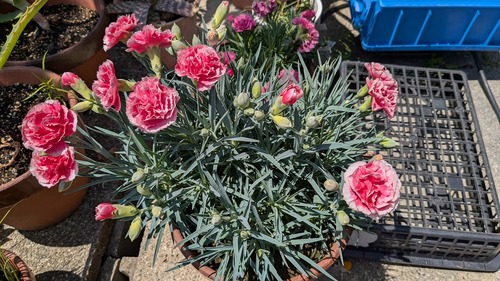 aaa