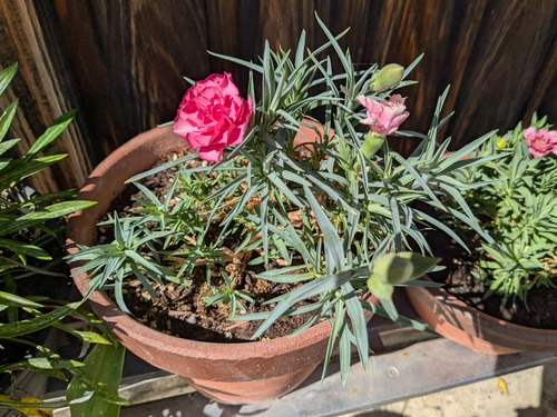 PXL_20250926_044452984