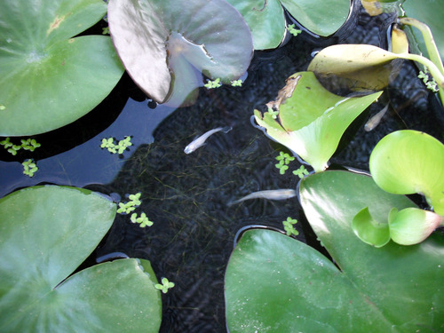 aaaa