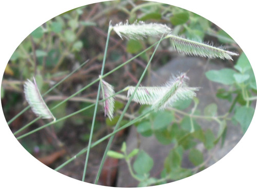 aaa