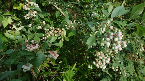 DSC_0001_BURST20210602170407978