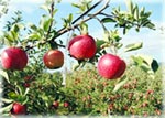 4f39f98c.jpg