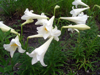 5115861e.jpg