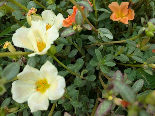 PXL_20250807_073223446