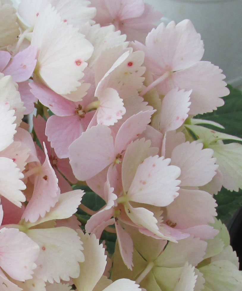 こんにちは のんきです カメレオン紫陽花観察記